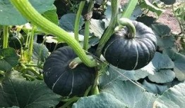 网红吃瓜好吗,揭秘网络热点背后的真相与娱乐