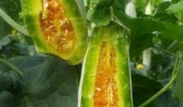 免费吃瓜独家揭秘,揭秘娱乐圈幕后真相