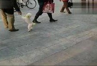 猴子夫妇爆料视频播放,揭秘幕后真相