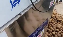 网友爆料土豆生芽视频播放,网友视频曝光惊人真相！