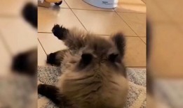 猫萌爆料视频删除,揭秘萌宠日常幕后趣事