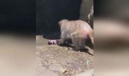 猴子视频爆料大全,热门事件幕后真相全解析