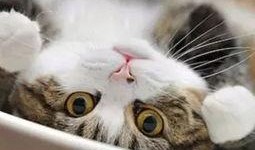 猫萌爆料视频删除,揭秘萌宠日常幕后趣事