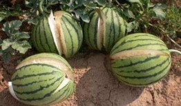 莱州吃瓜最新事件爆料是真的吗,最新爆料真相揭秘