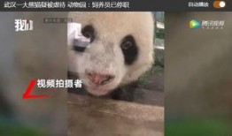 熊猫饲养员最新爆料,饲养员最新爆料揭示国宝日常