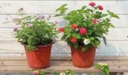 武汉公交惊天爆料视频最新,揭露惊人内幕，乘客权益如何被忽视？