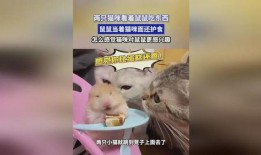 娱乐吃瓜酱鼠,揭秘娱乐圈那些不为人知的幕后故事