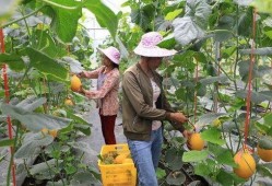 网红吃瓜种草,揭秘网络红人的美食推荐奥秘