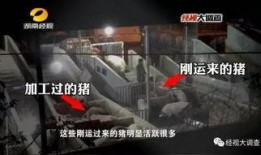 给猪灌泥浆爆料视频播放,一场触目惊心的动物虐待事件