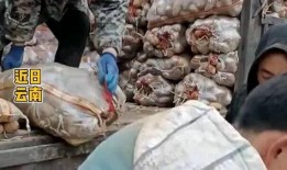 网友爆料土豆生芽视频播放,网友视频曝光惊人真相！