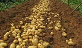 老手在线观看土豆,土豆独家上线，揭秘高手对决的惊心动魄