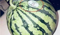 网红吃瓜好吗,揭秘网络热点背后的真相与娱乐